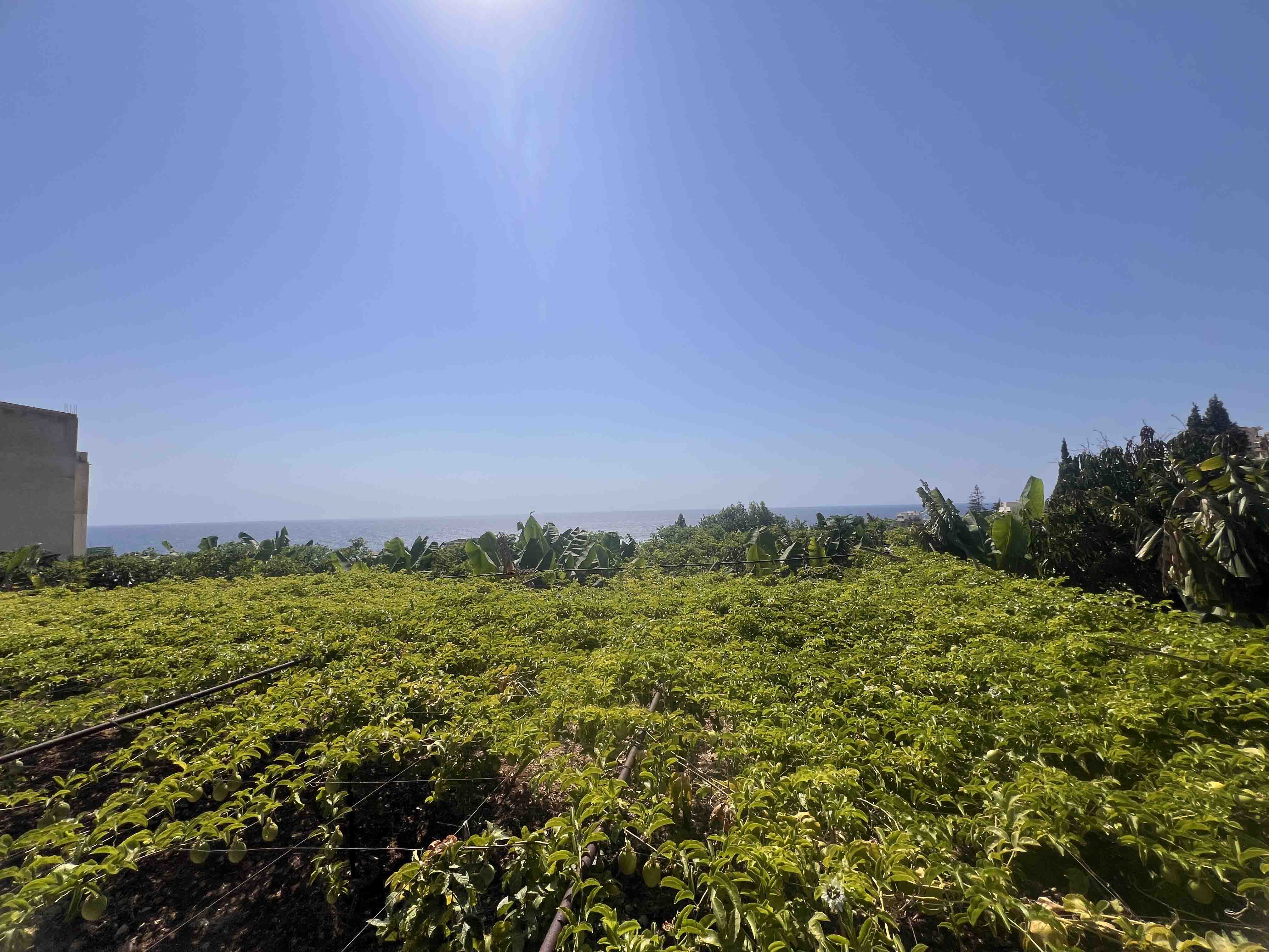 land for sale in halate