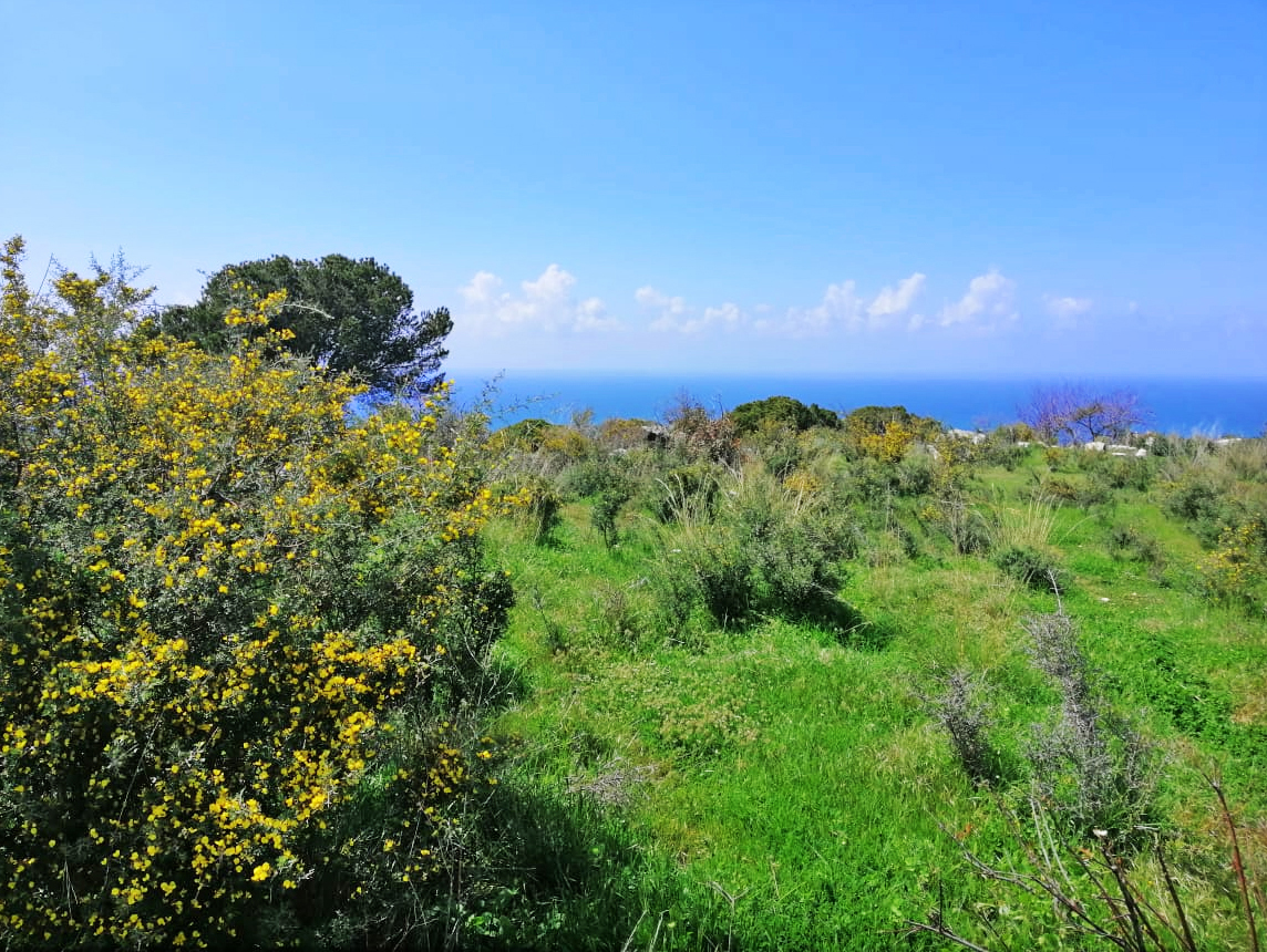 11632 sqm land for sale in jbeil, chikhane for $2908000